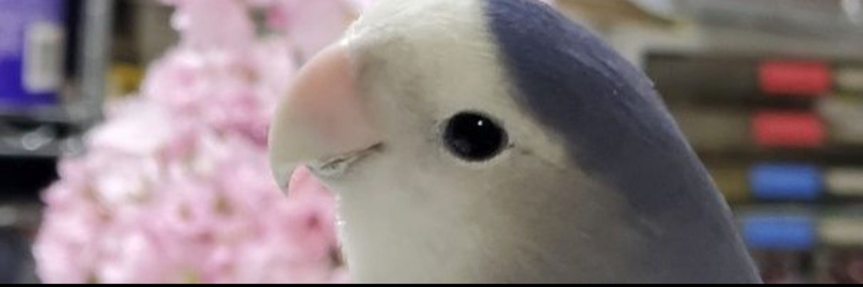 のん