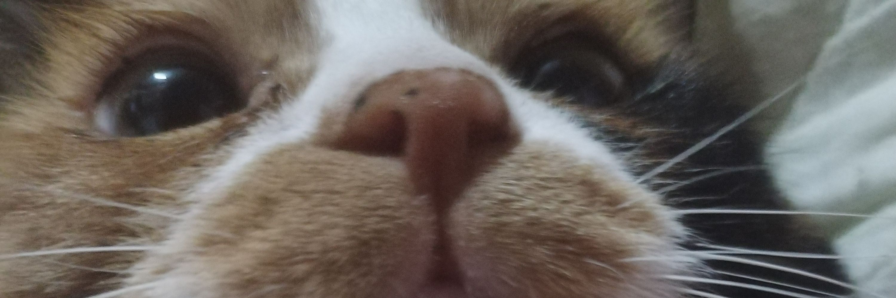 冷酷小猫