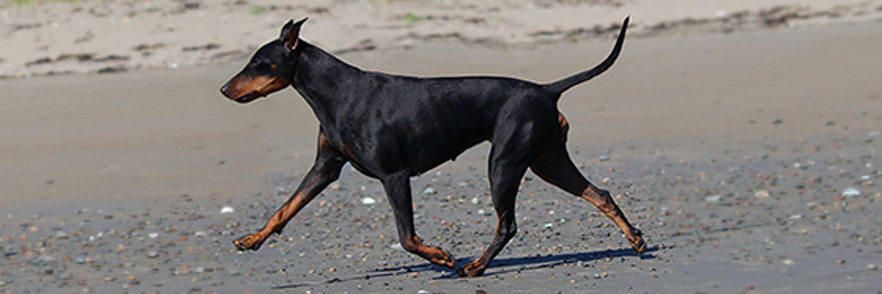 Curlious 🇨🇦 Manchester Terriers