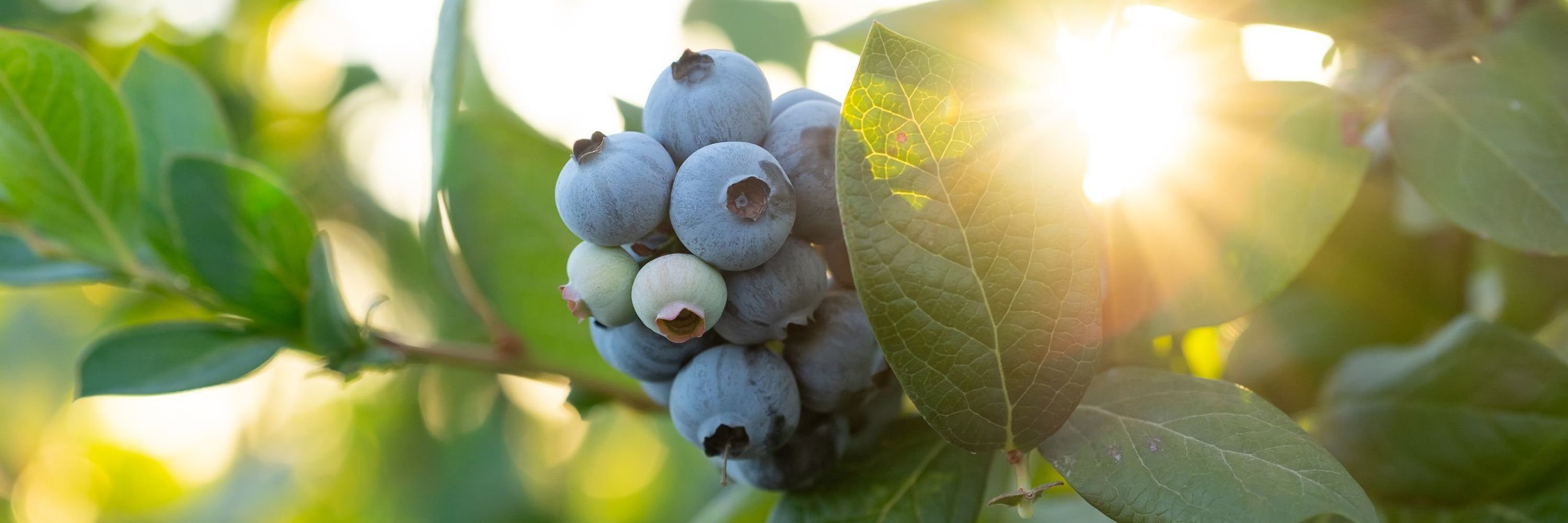 California Giant Berry Farms