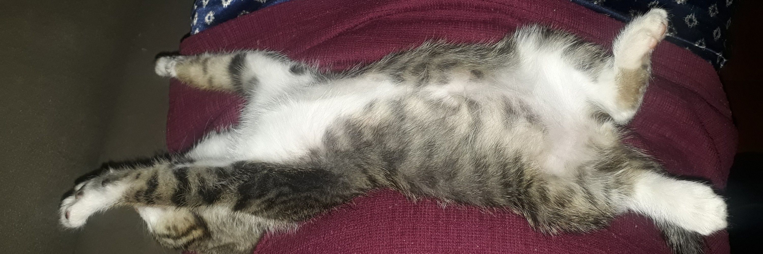 gustavo