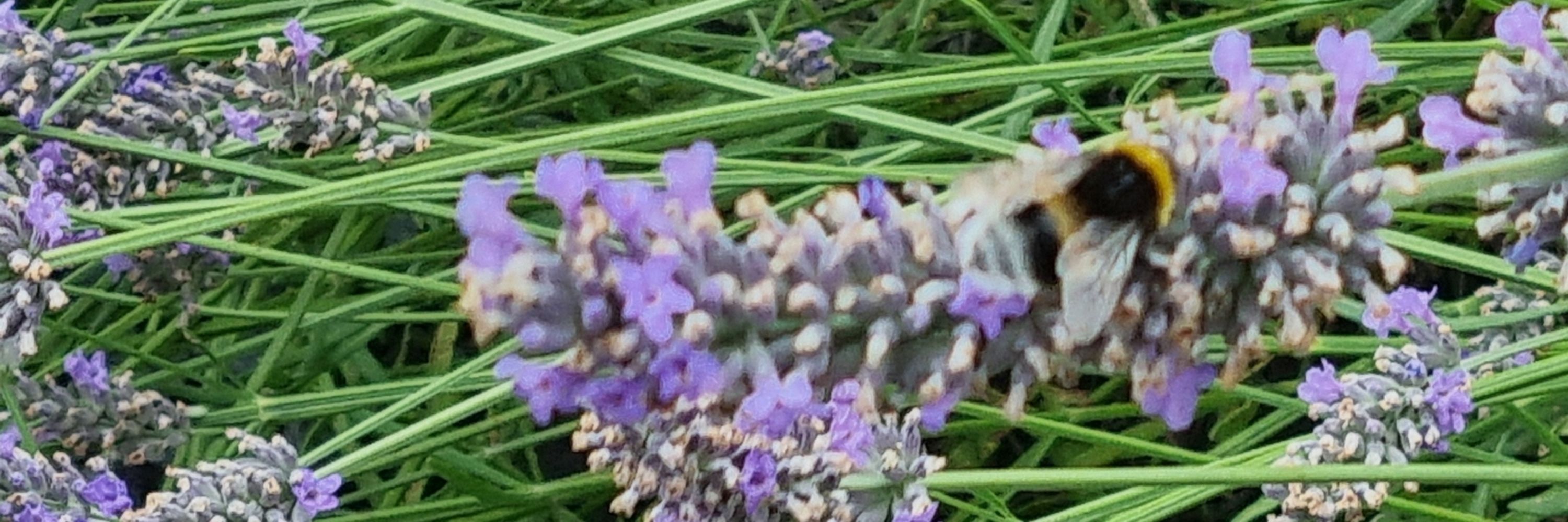 Orchida