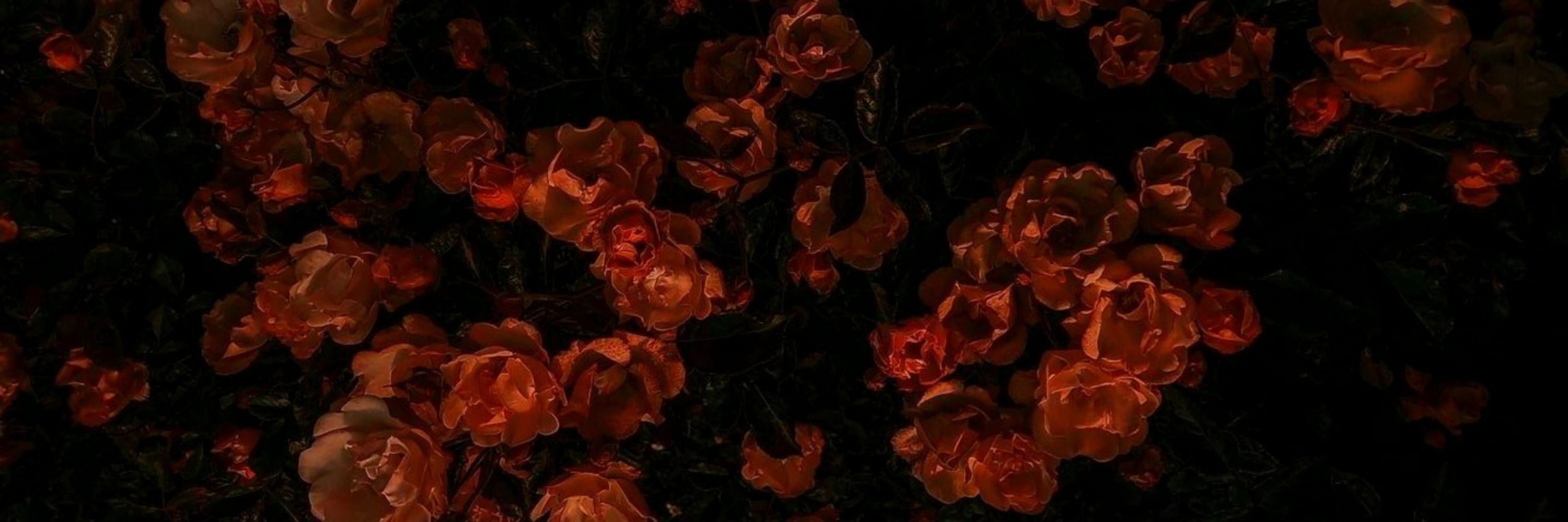 Jonbeth Johnson