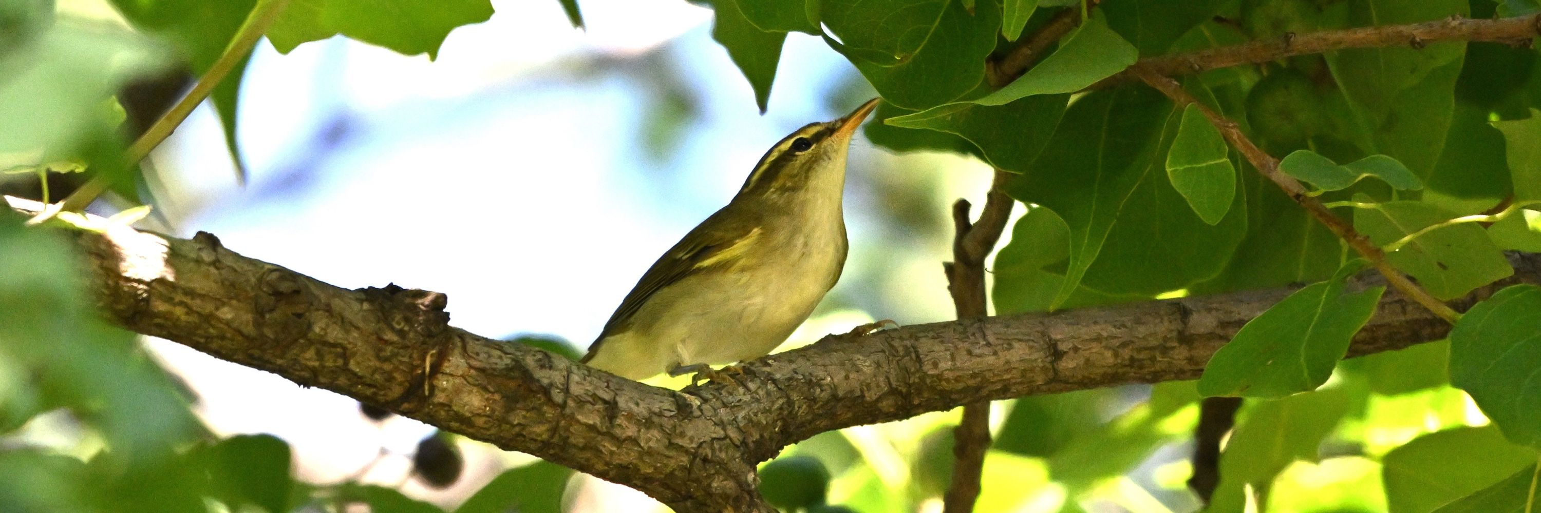 osaman