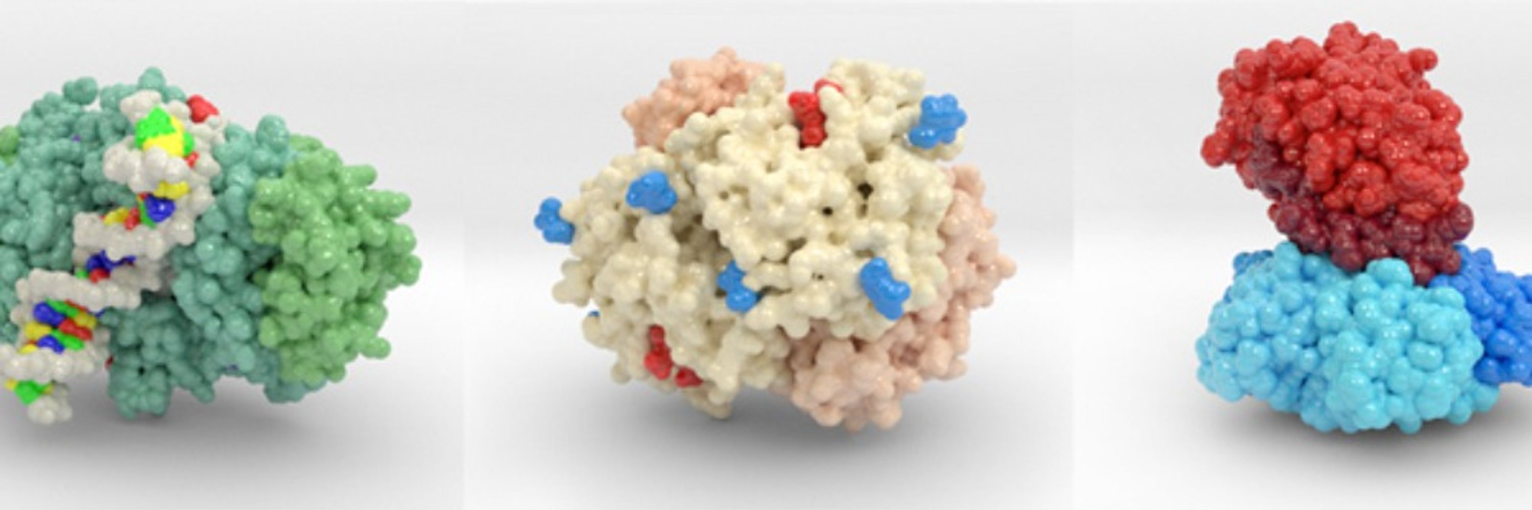 Biologic Models