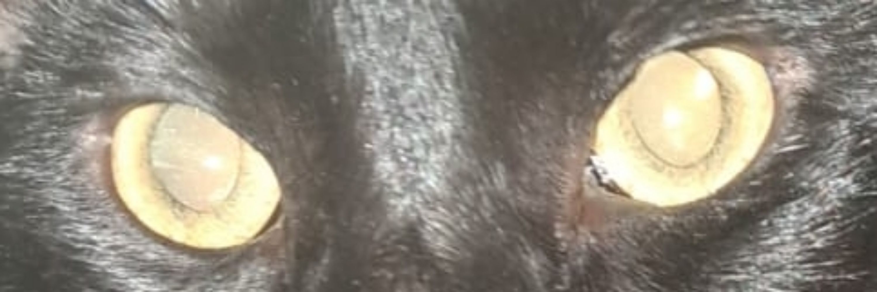 O gato Leitor