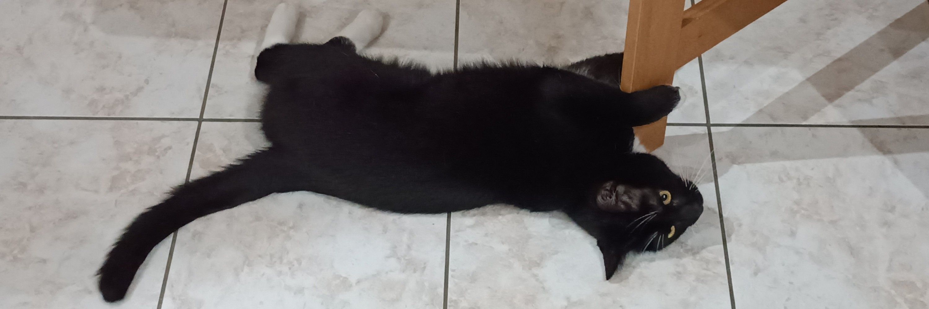 Astranea