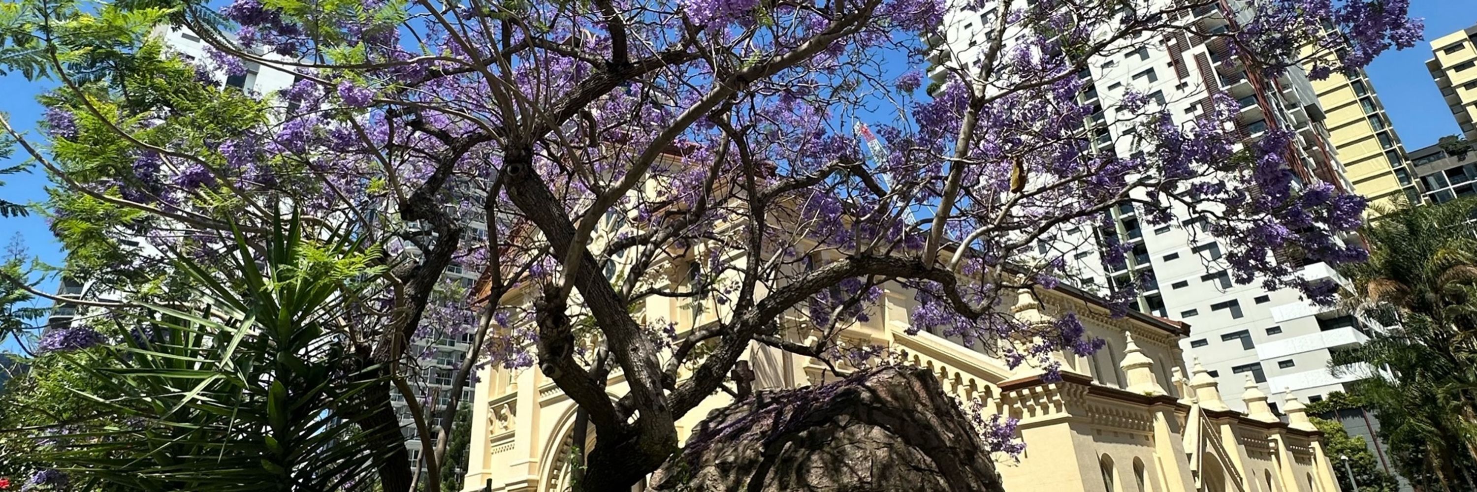 A in brissie