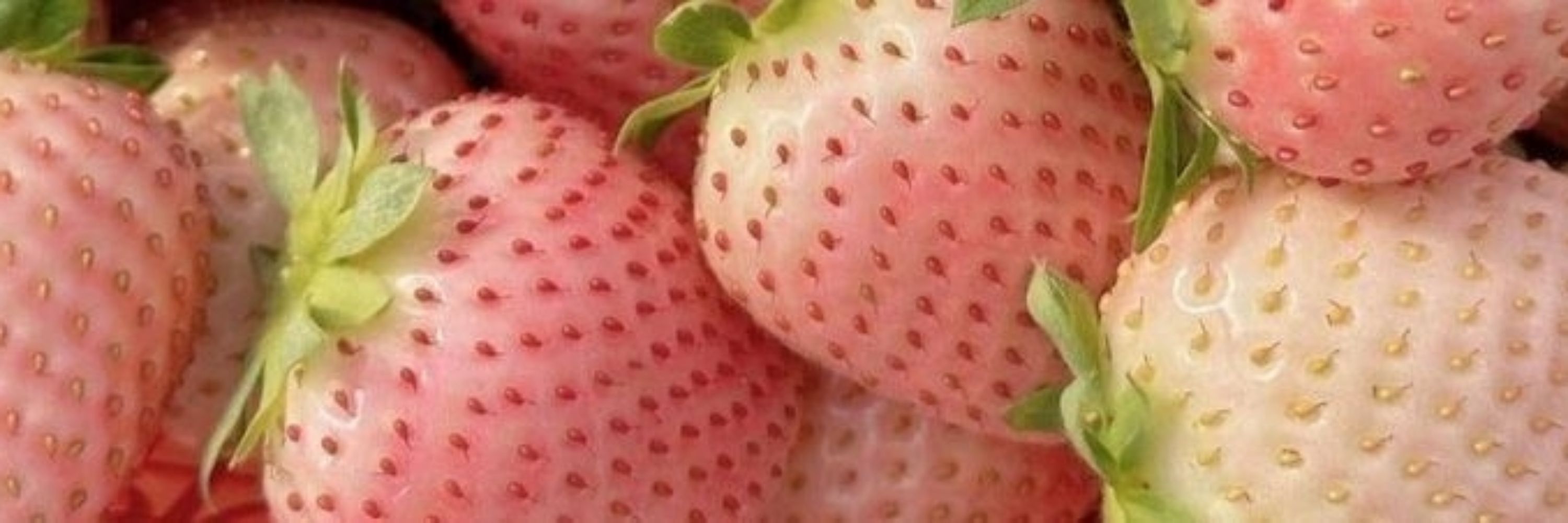 𝑳𝒊𝒂༻ʚ🍓ɞ༺