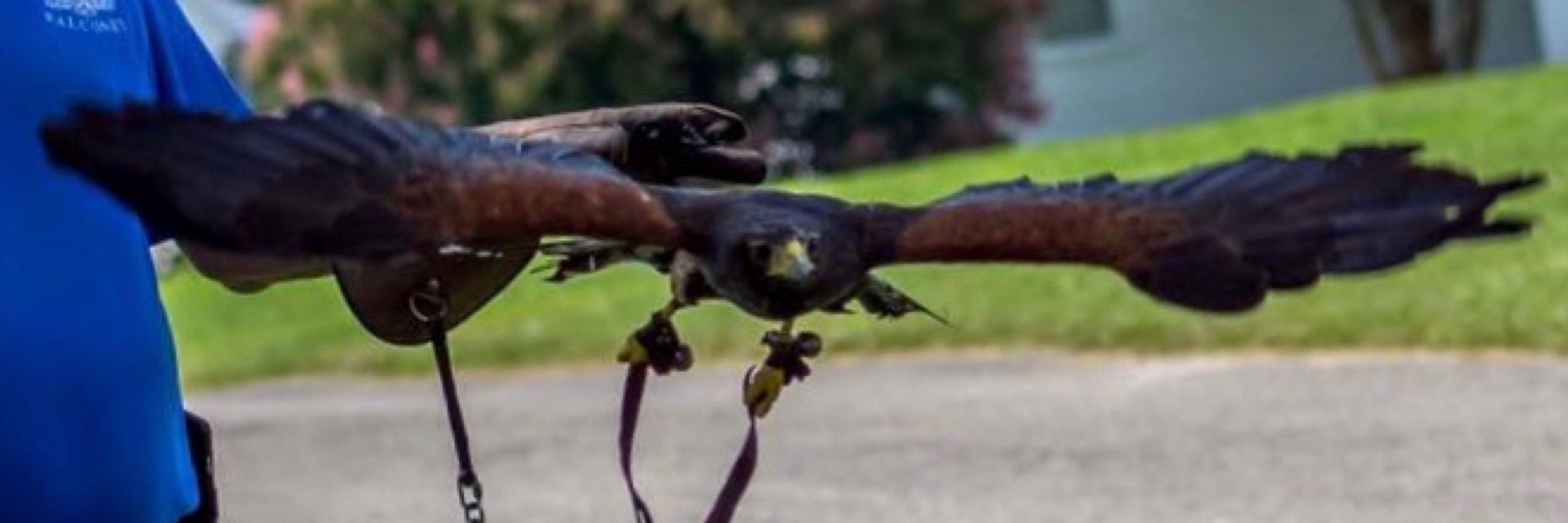 The Falconry Experience