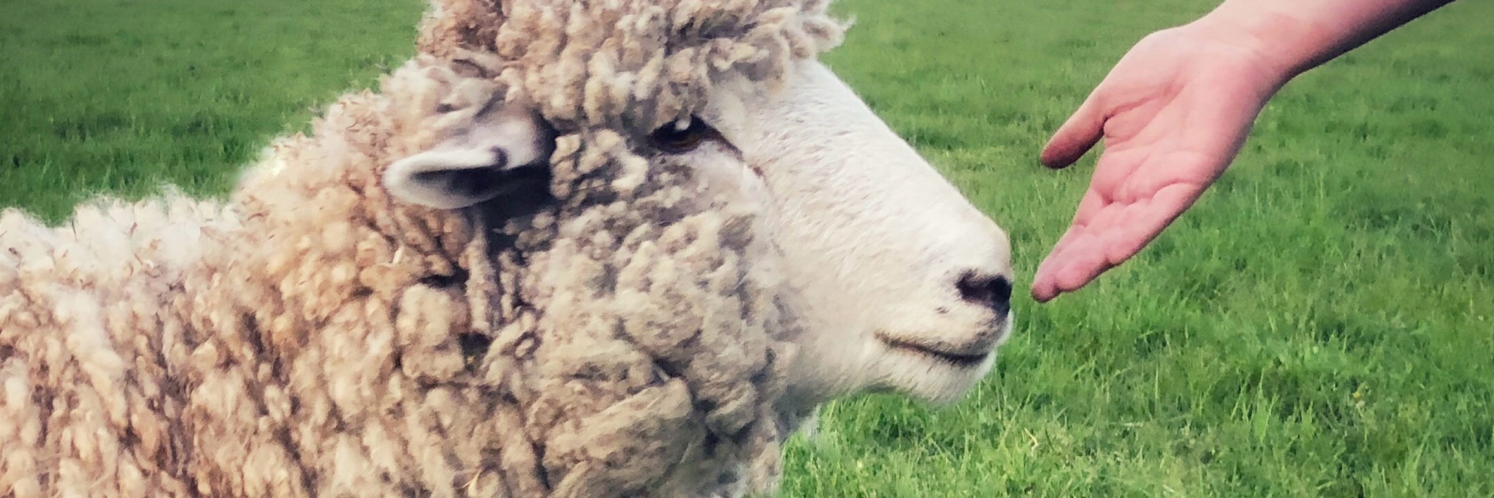Bless Ewe Sheep Sanctuary