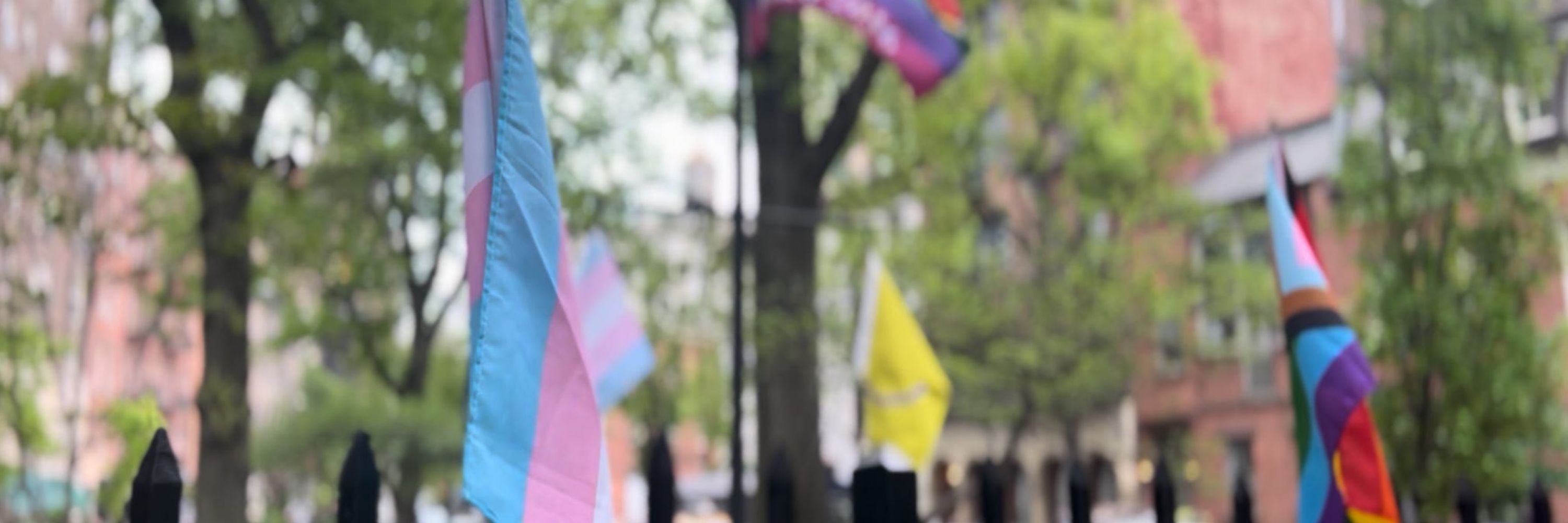 Stella Kowalczyk 🏳️‍🌈