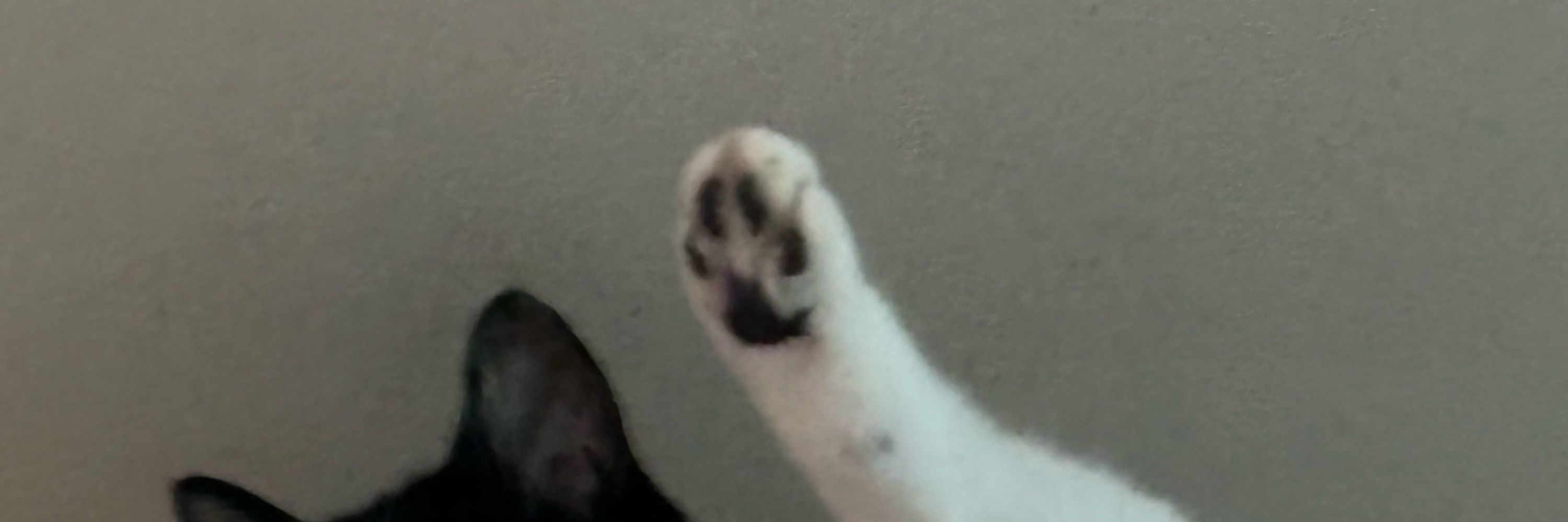 버티