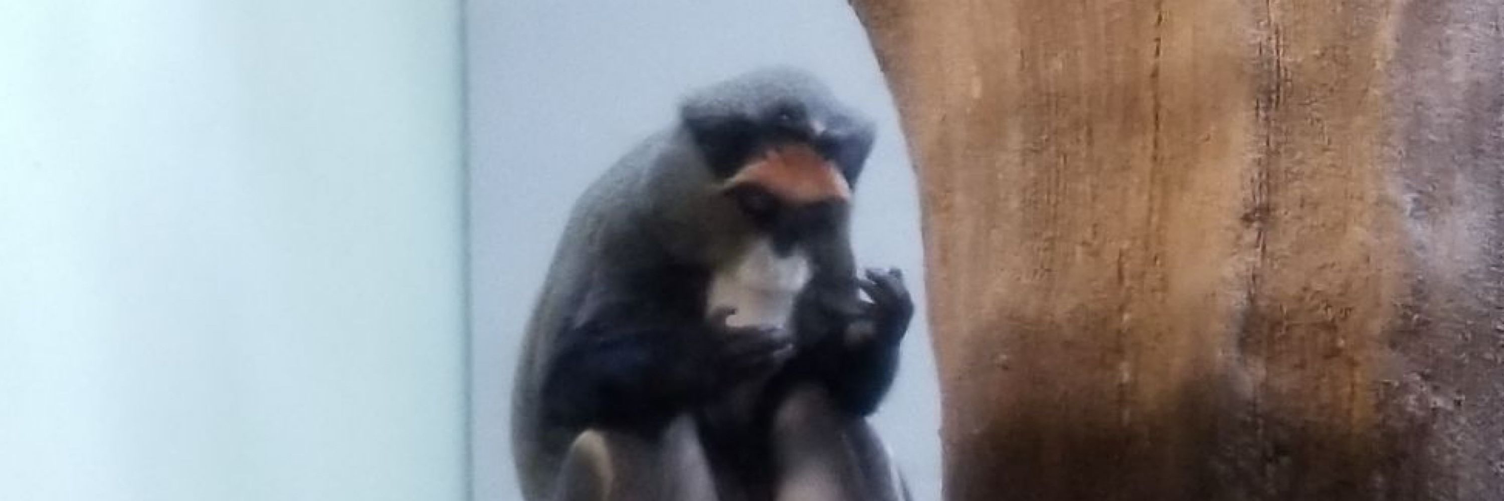 床下の白鼠