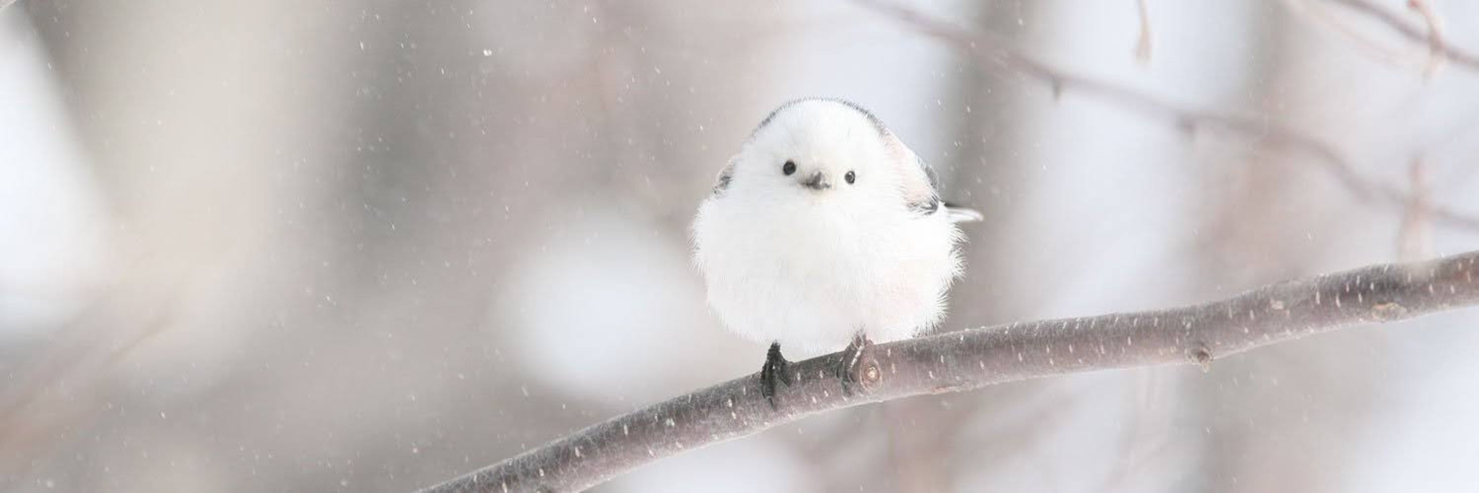 もちゃん