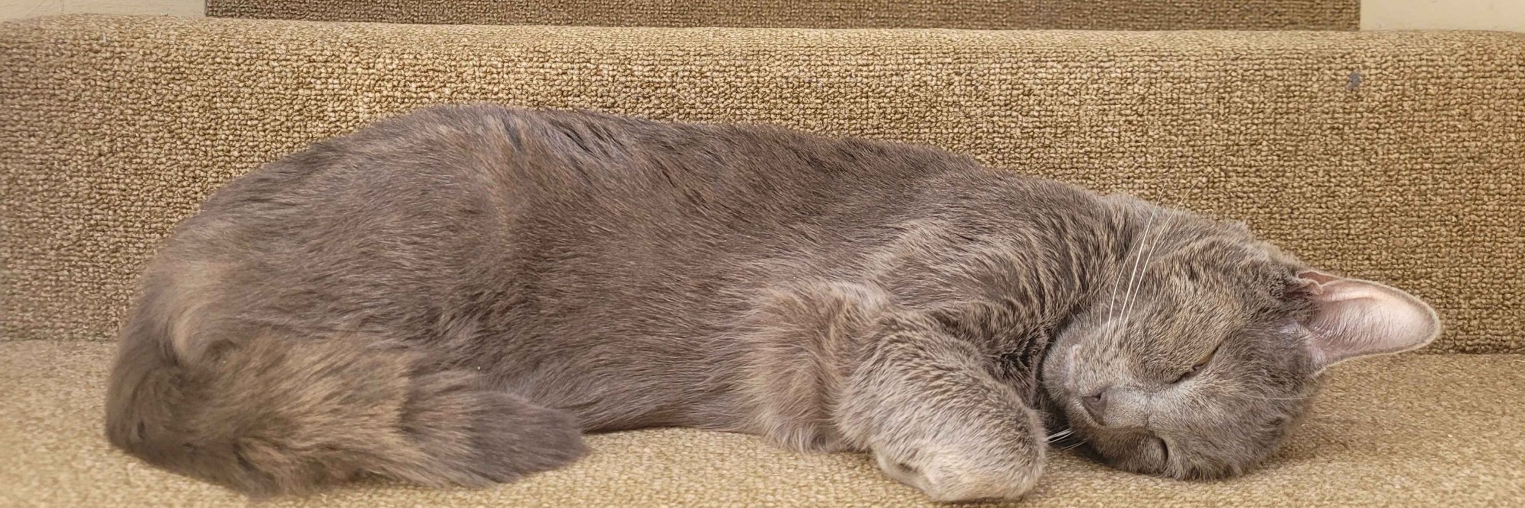 basil