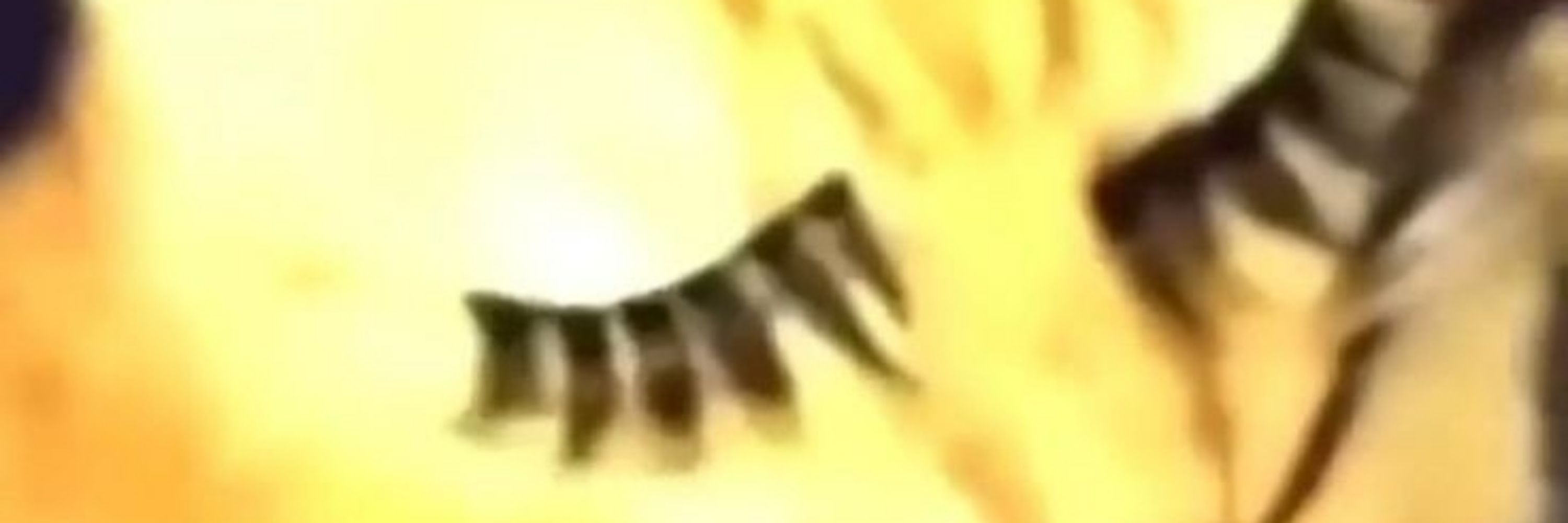 nandisca