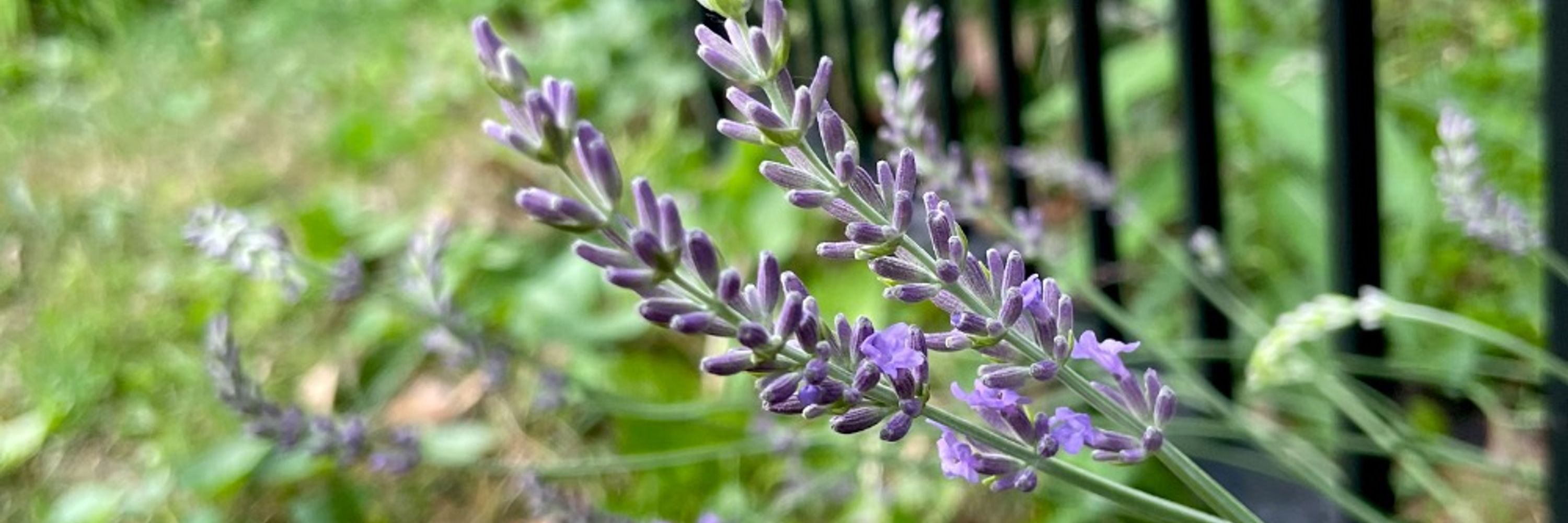 loxocele