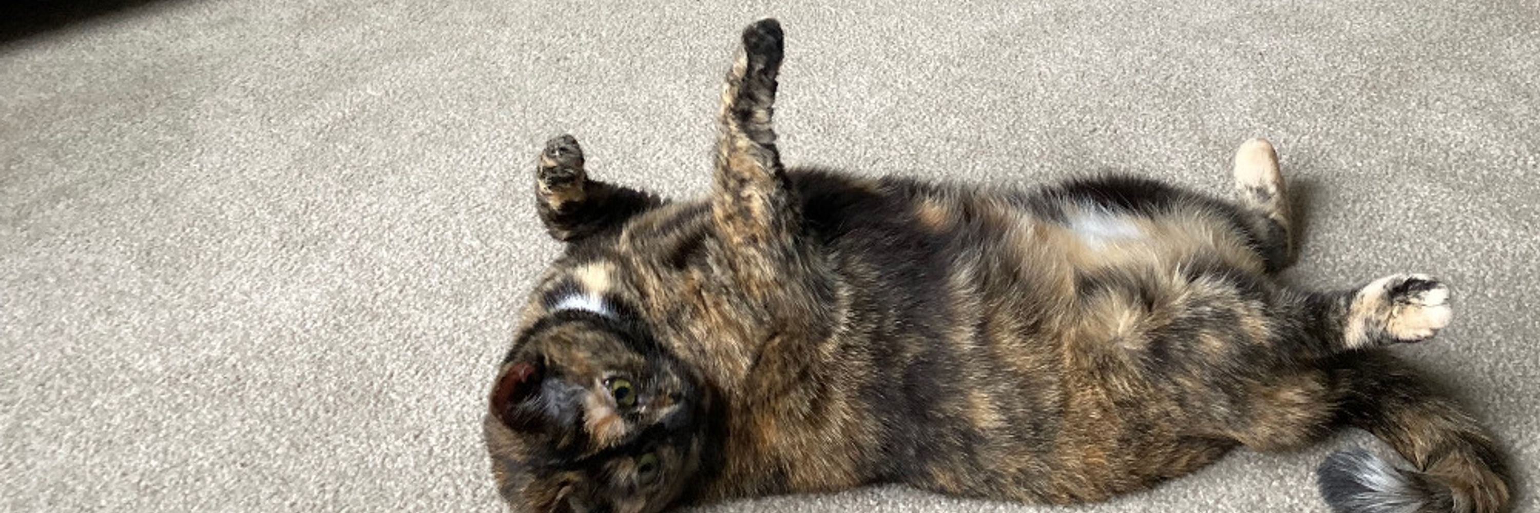Cats of AUPresses