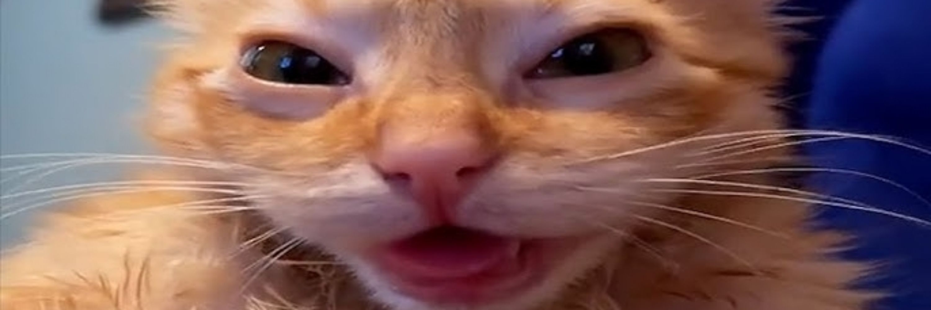 Rayaven