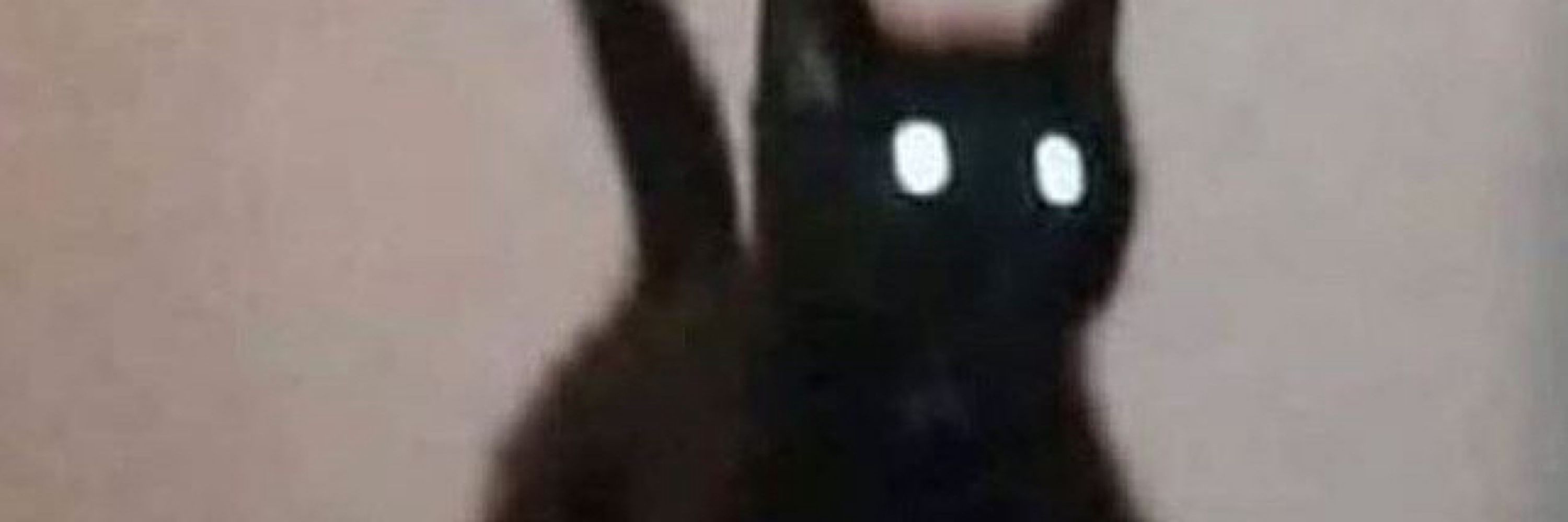 고양이