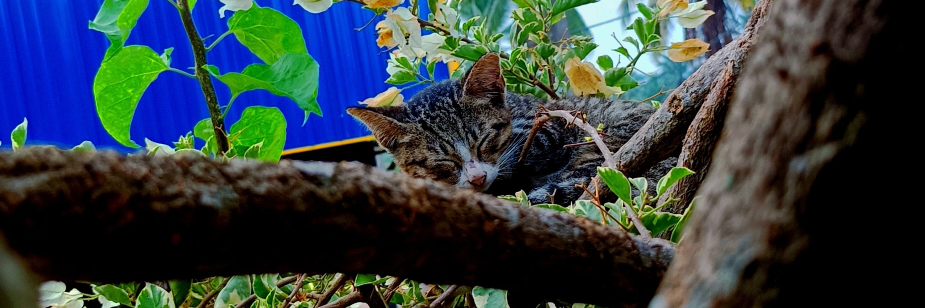 Mujaaa