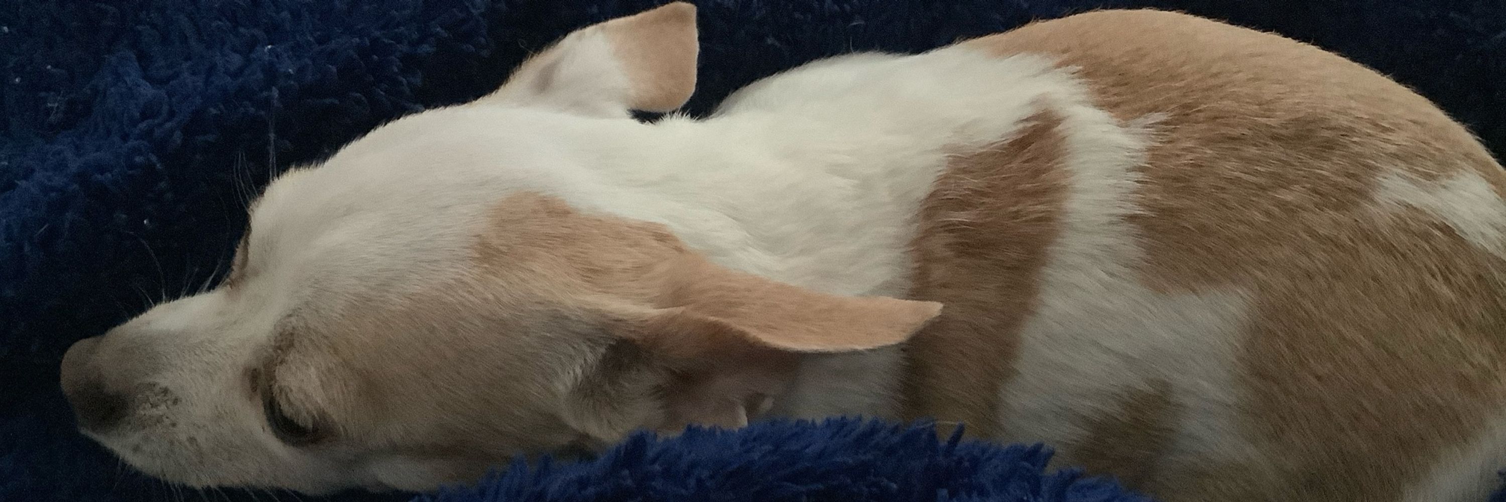 Fuzz/Fleur