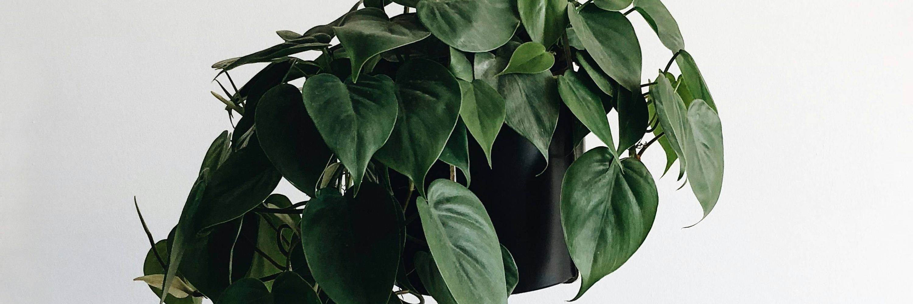 Pothos