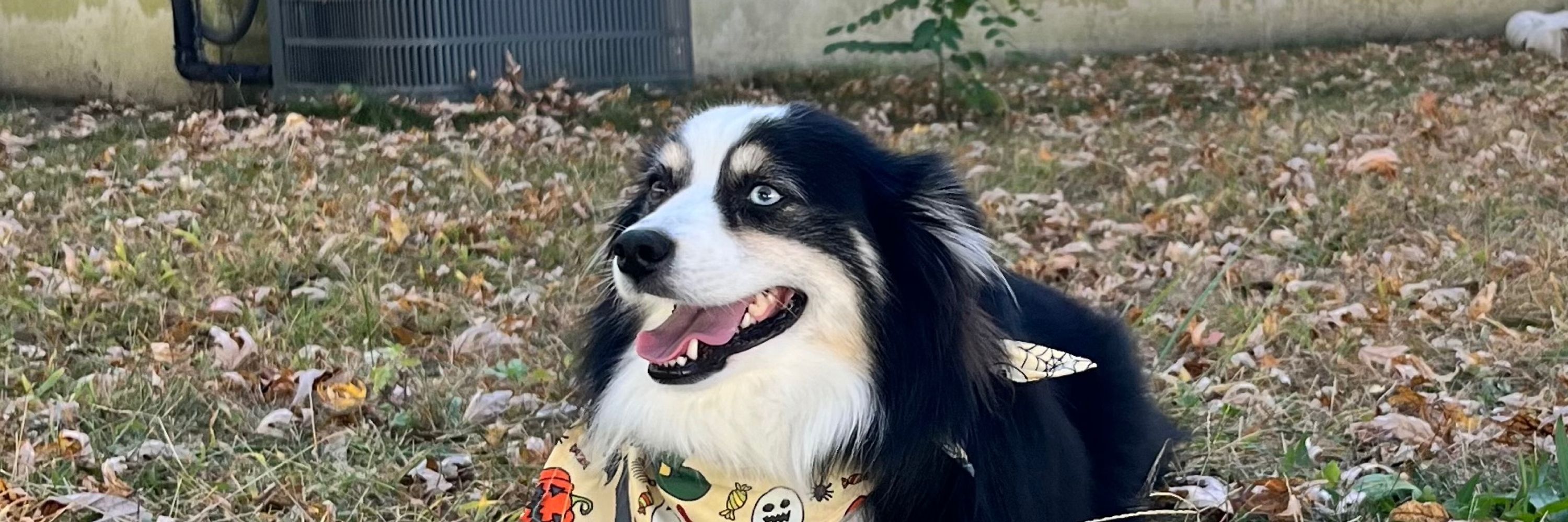 Sam