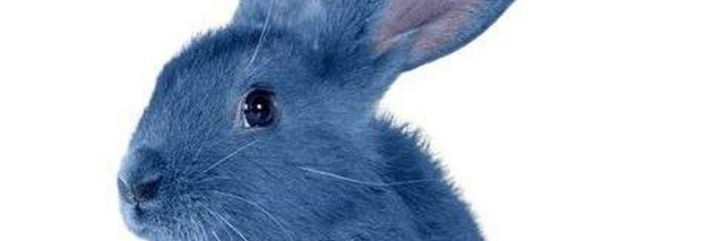 CaspianBun