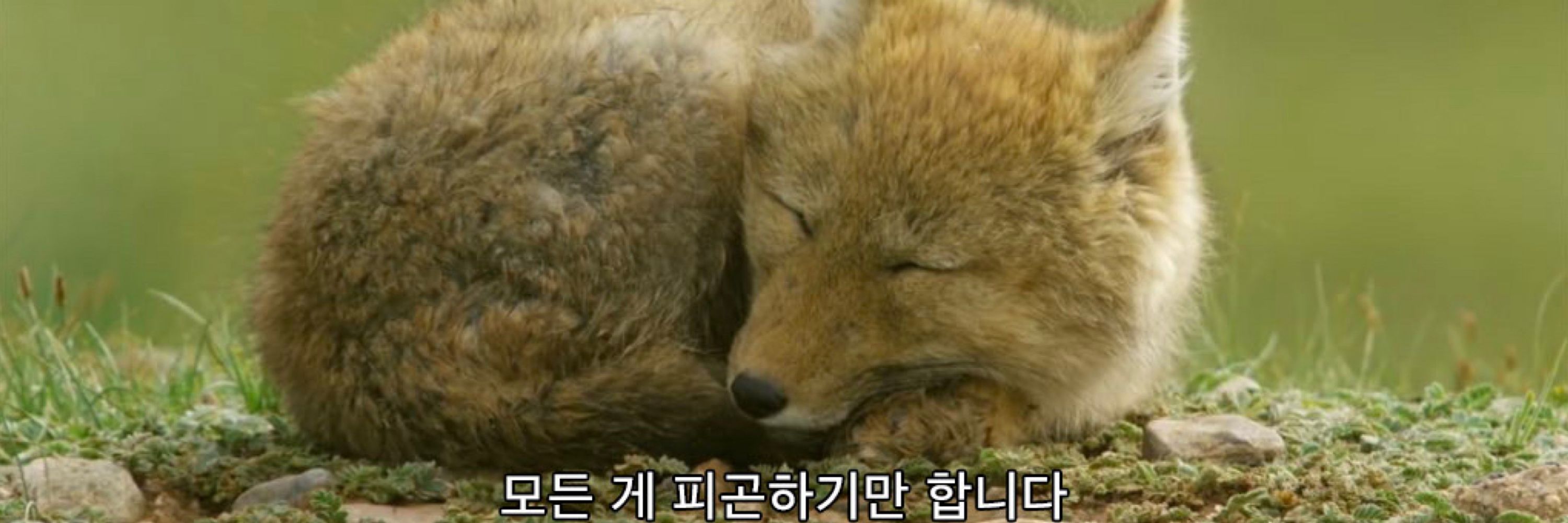 채스비