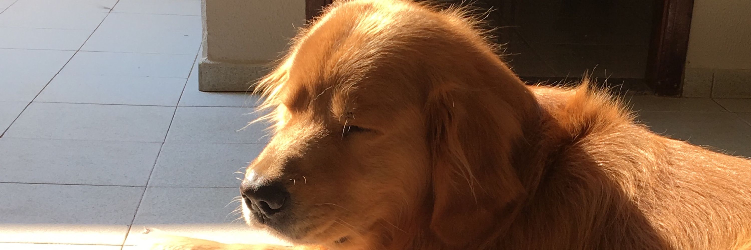 Pedro