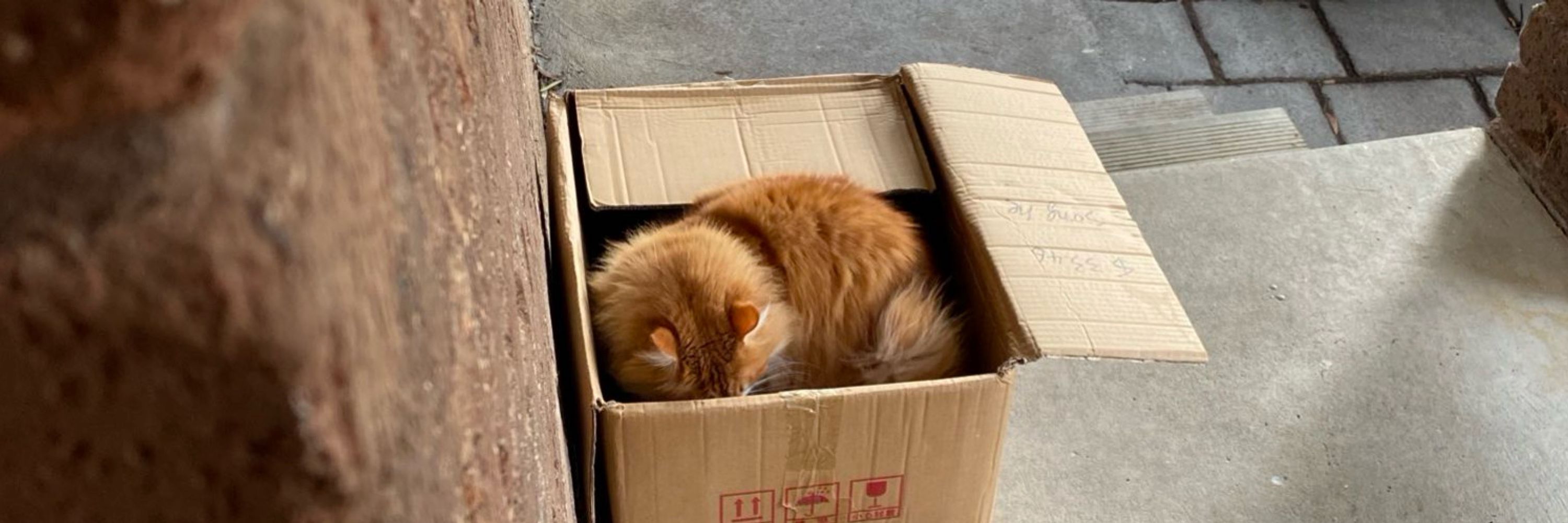 Jix!🐈‍⬛