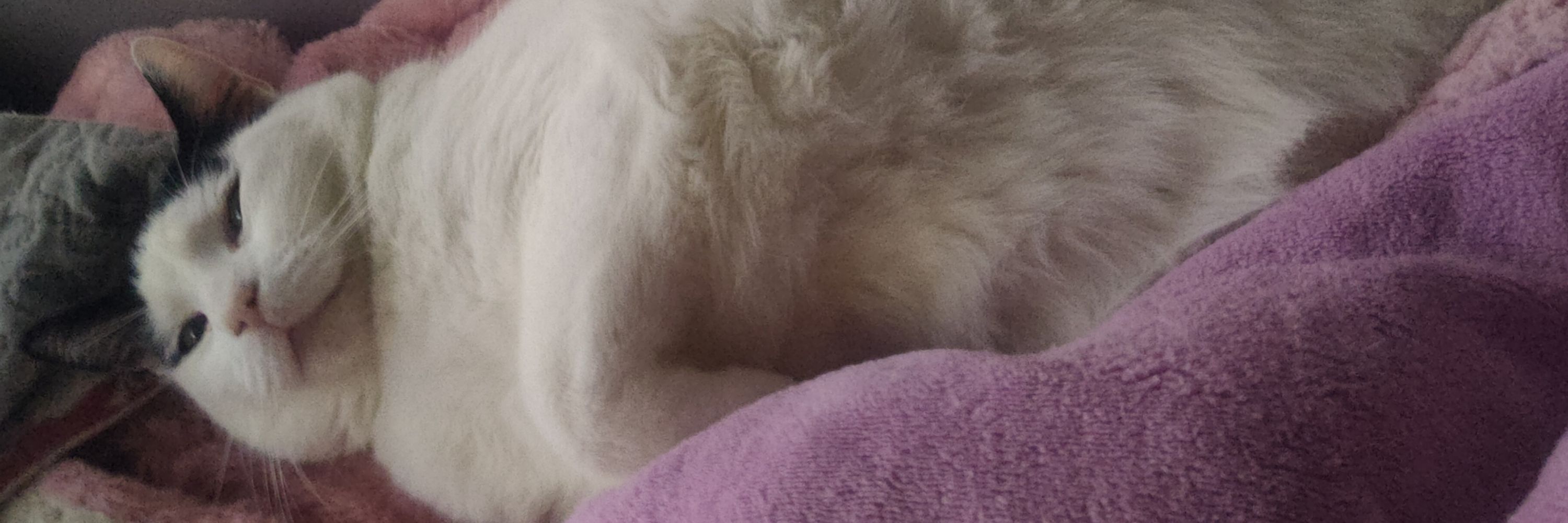 Arwen