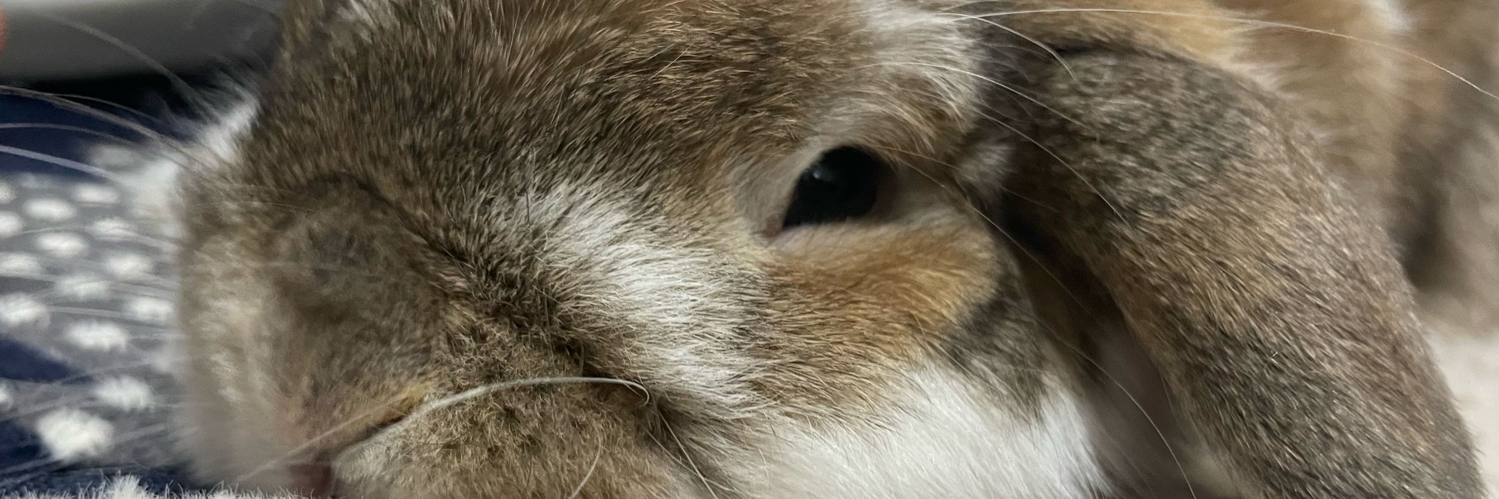 結実 にこ
