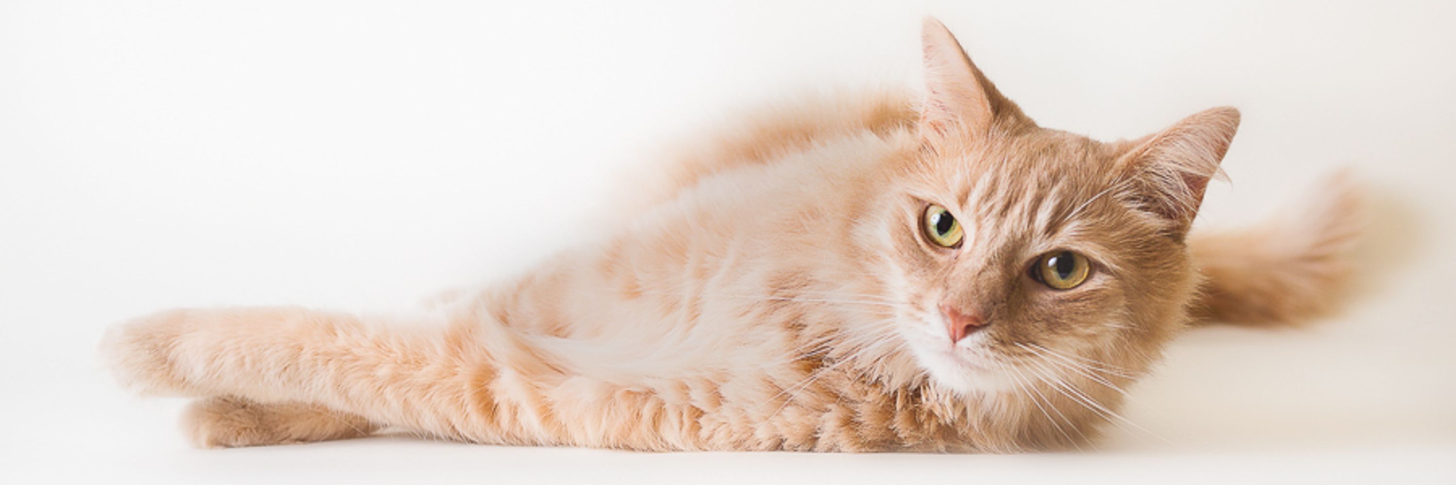 Blue Ridge Humane Society