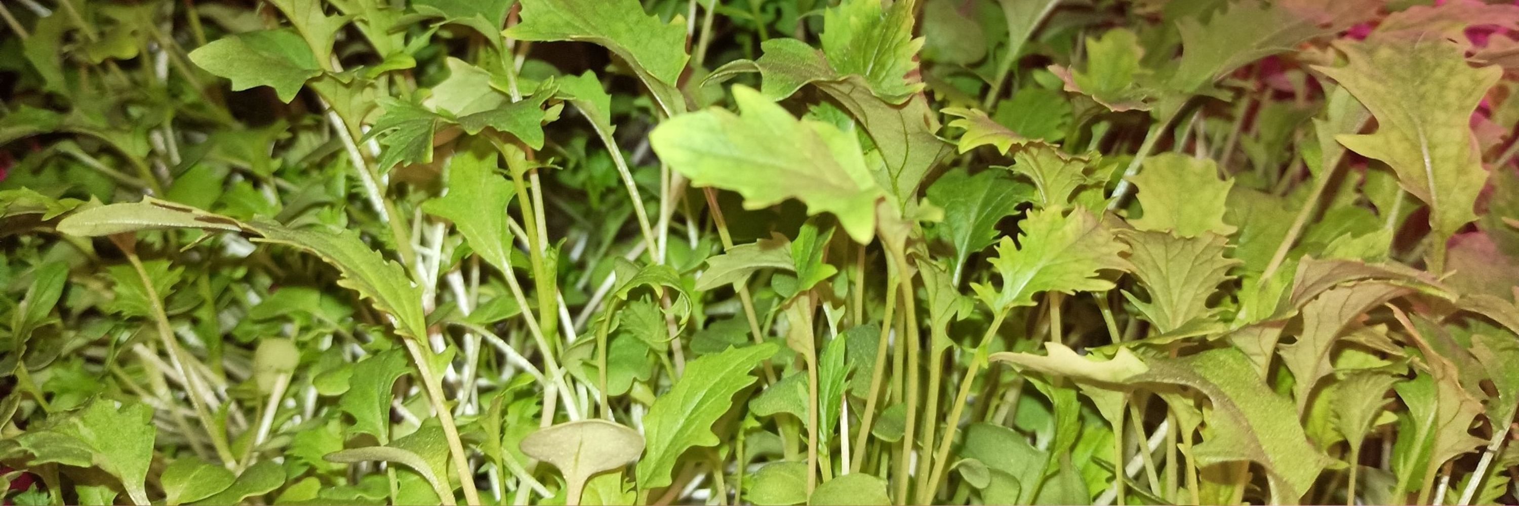 Mystic Microgreens