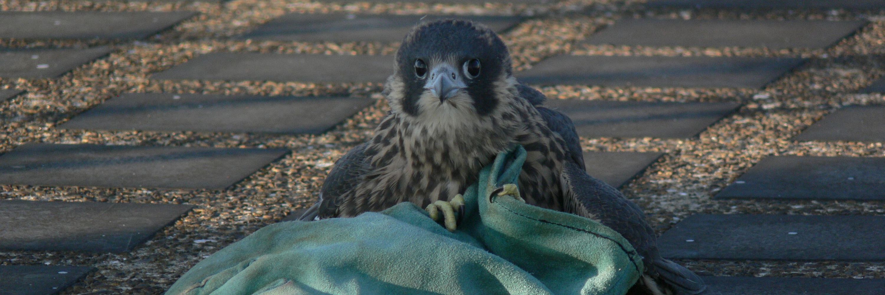 FaB Peregrines