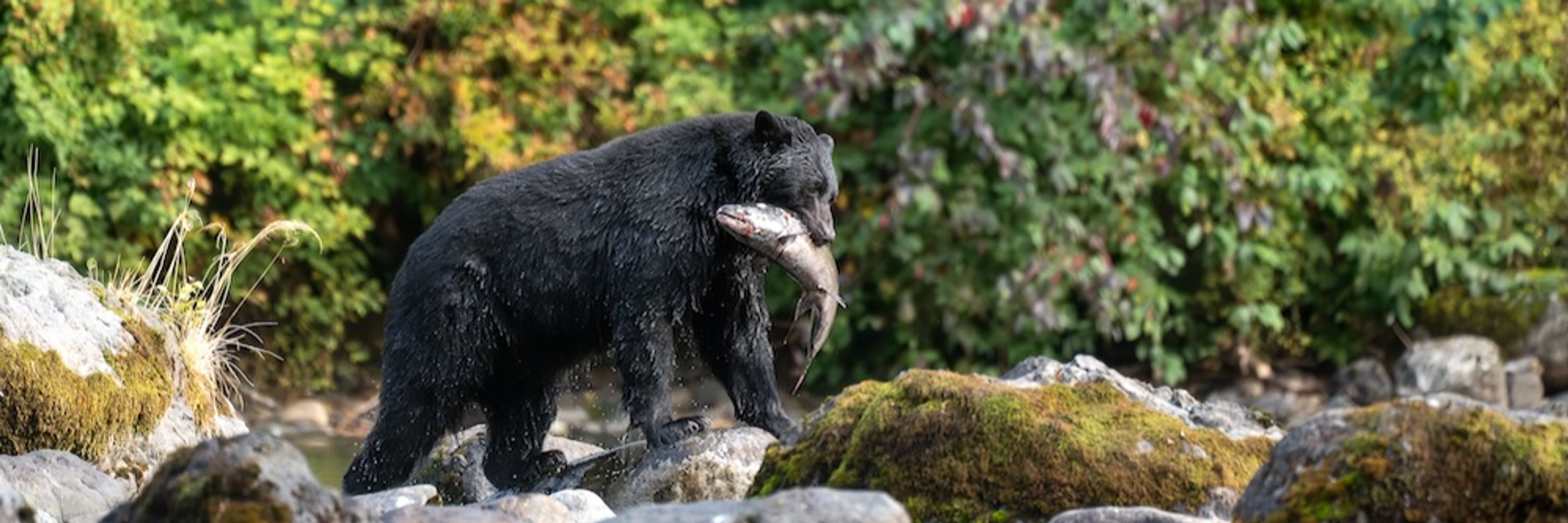 Clayoquot Action 