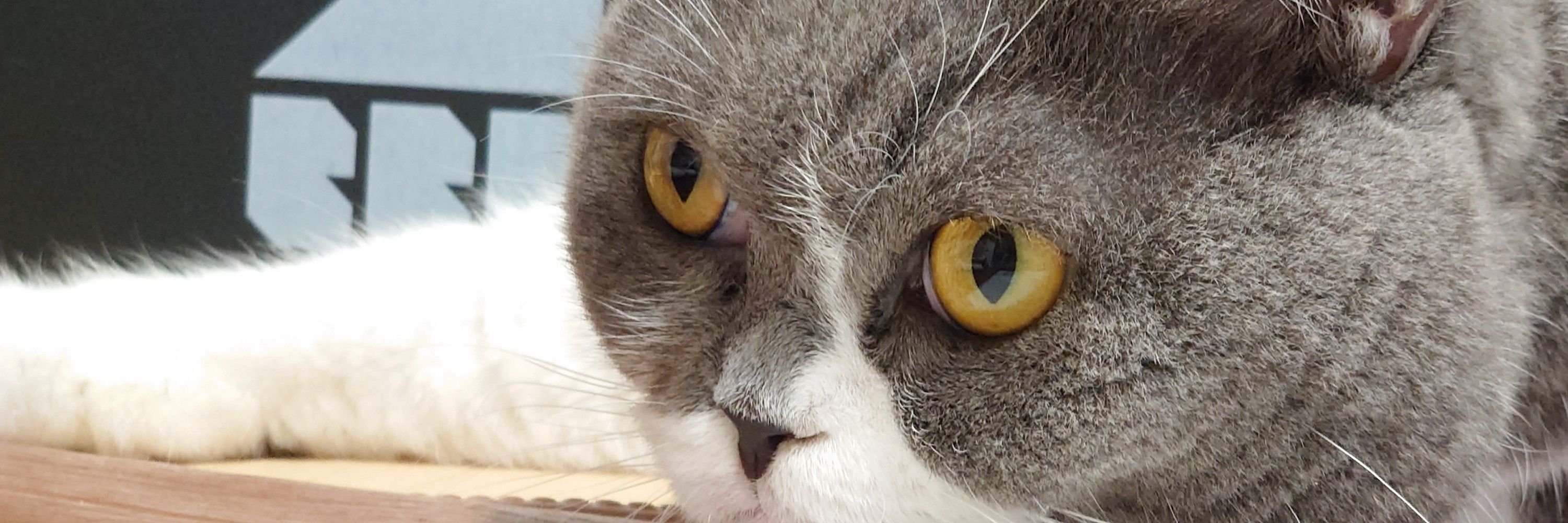 もふもふディオたん🐈‍⬛ 