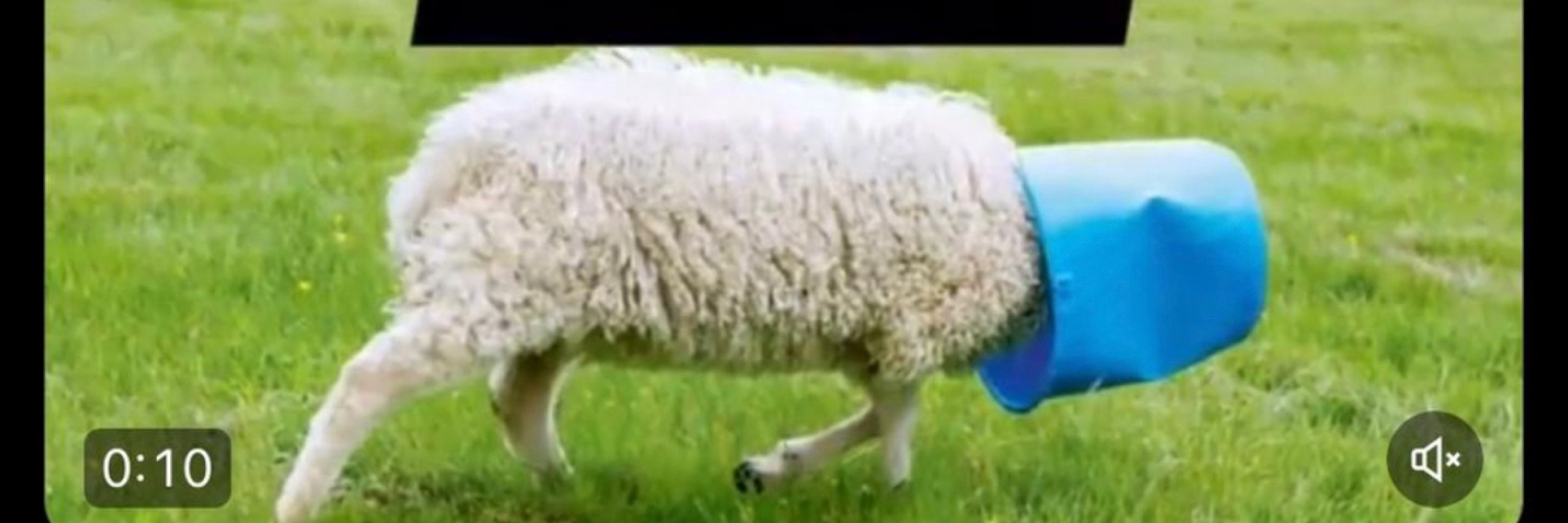 vinni 🪣🐑