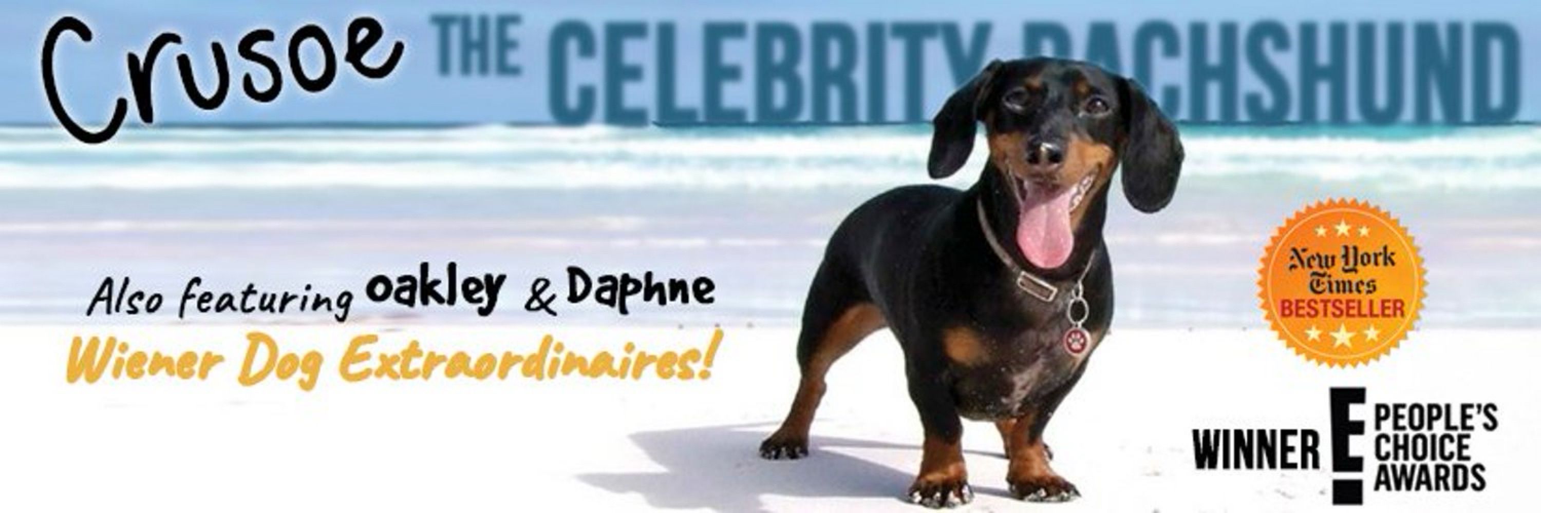 Crusoe the Dachshund