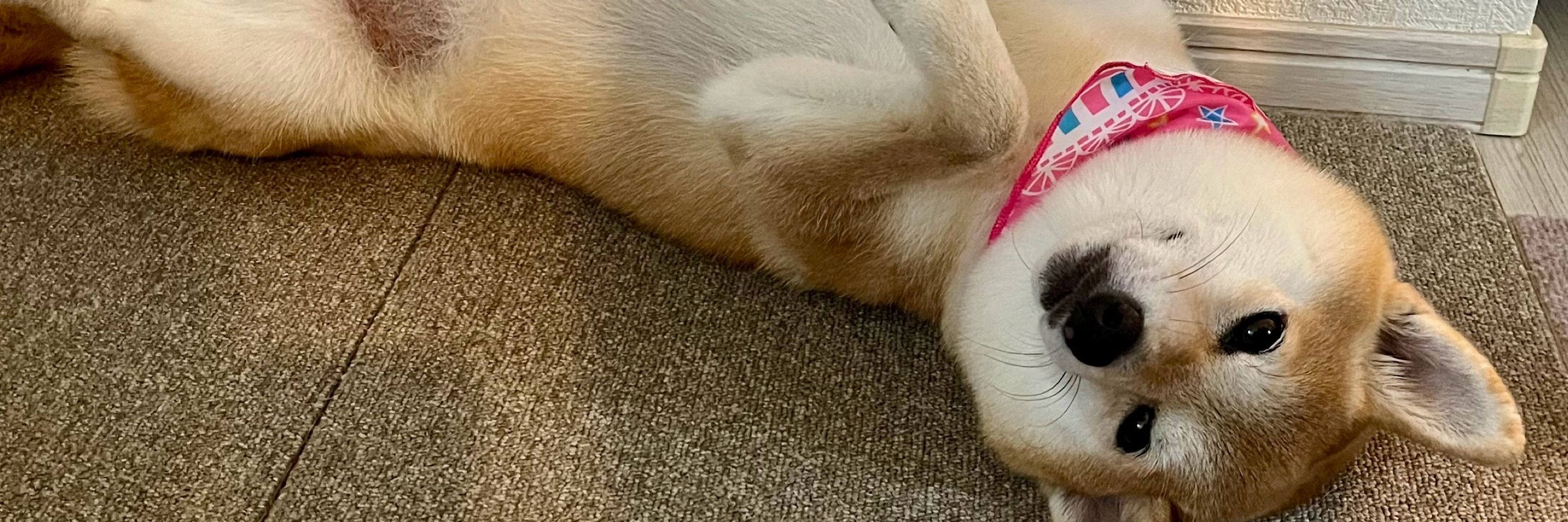 柴犬あんず　shibainu Anzu