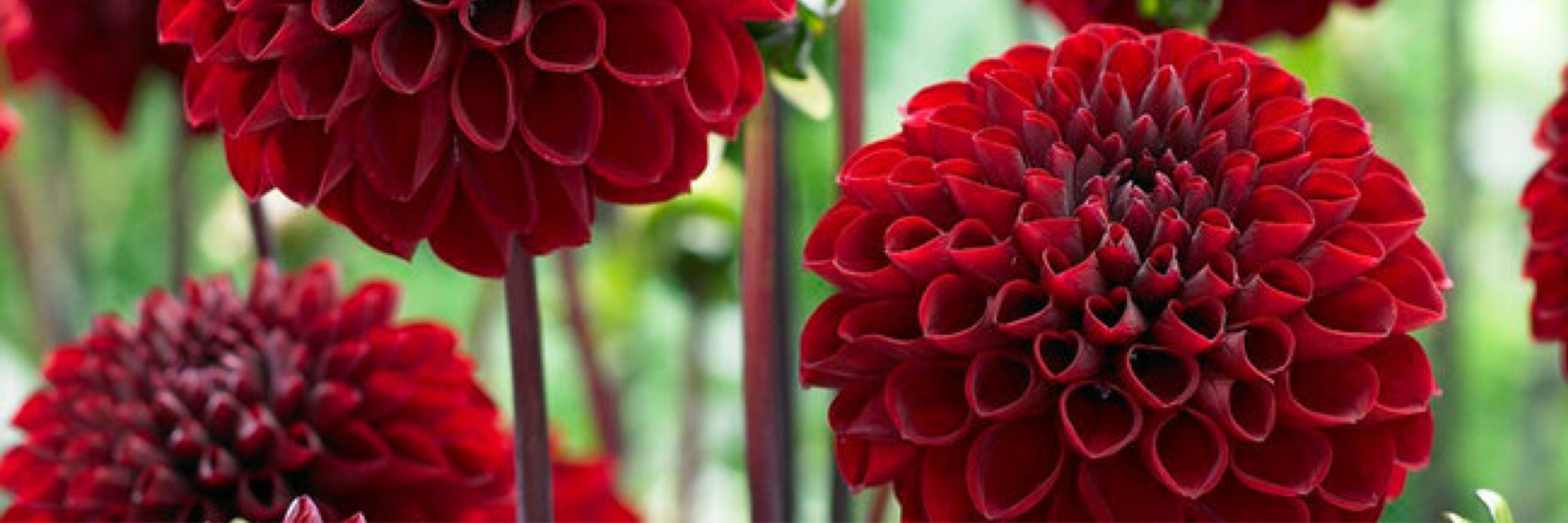 ~*Dahlia*~