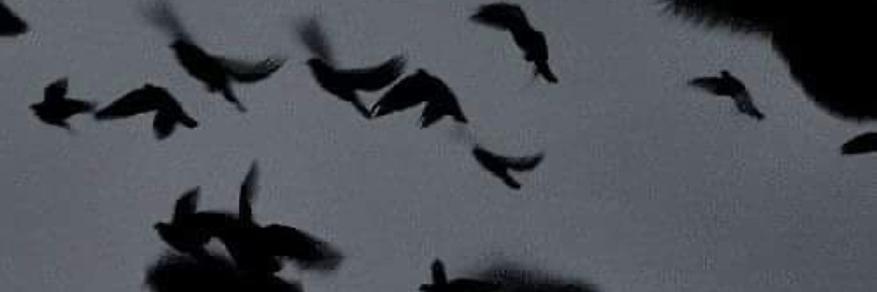 Moondance