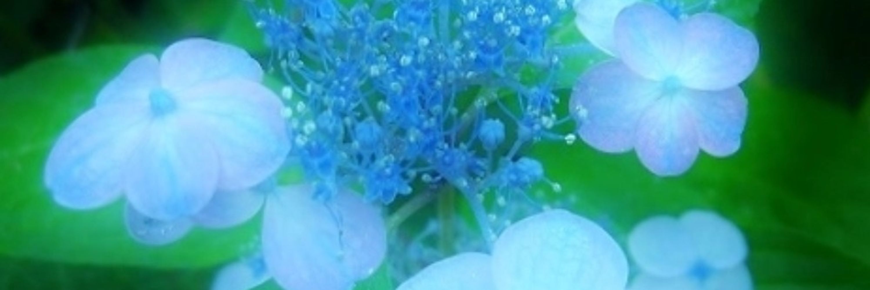 あおい