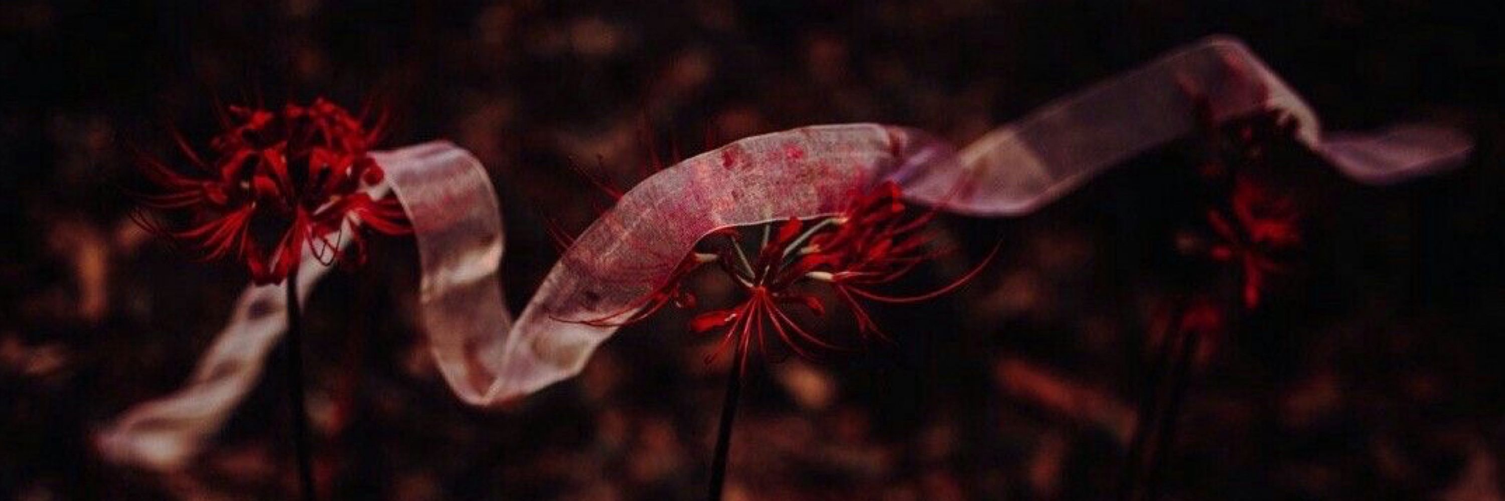 ꒰ა  GENESIS . ໒꒱ 🇵🇸