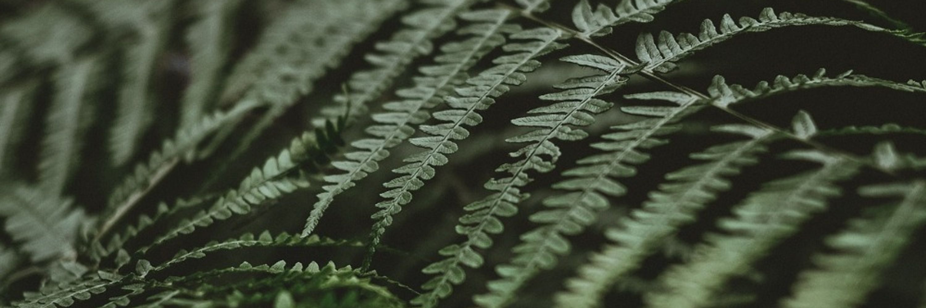 Iz 🌿