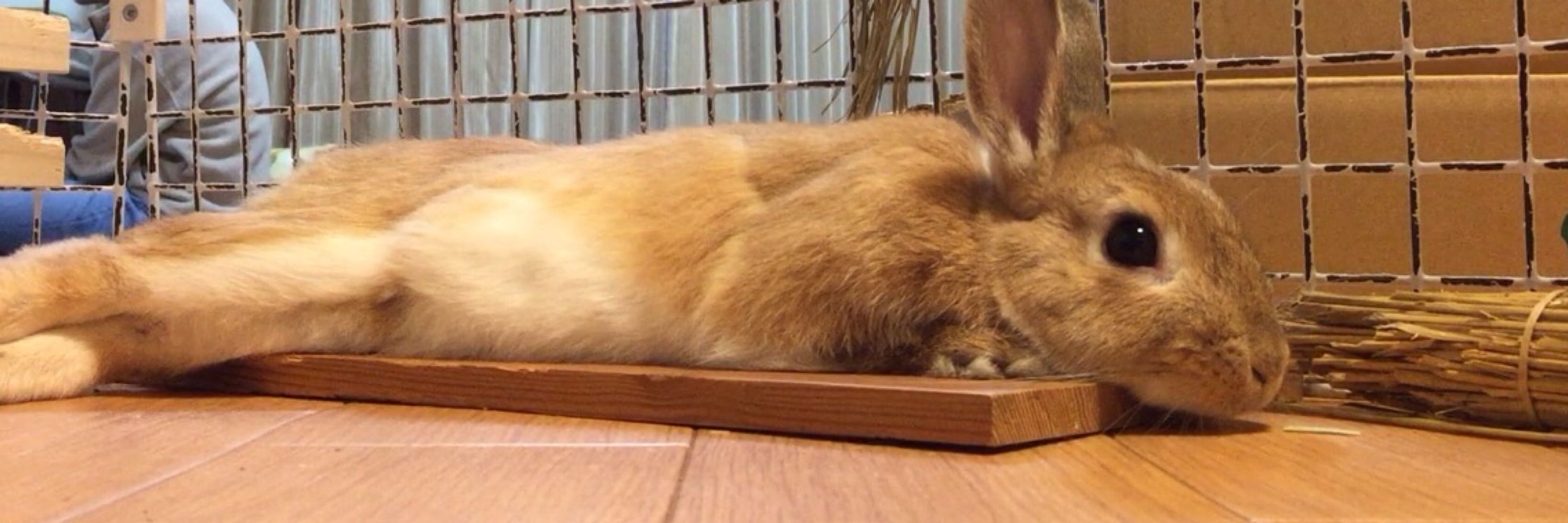 ぎちう