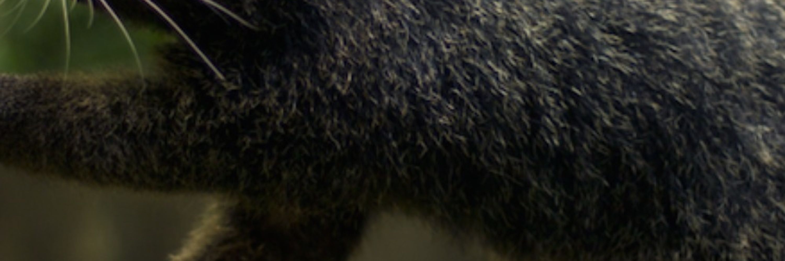 Basil Buttons the Binturong